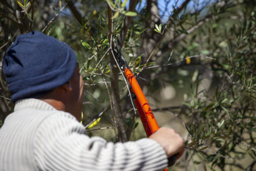Transplantation oliviers-Solaris Civis-Énergie Partagée-crédit Yann Villaret-13-web