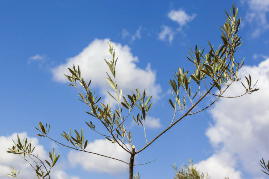 Transplantation oliviers-Solaris Civis-Énergie Partagée-crédit Yann Villaret-99-web