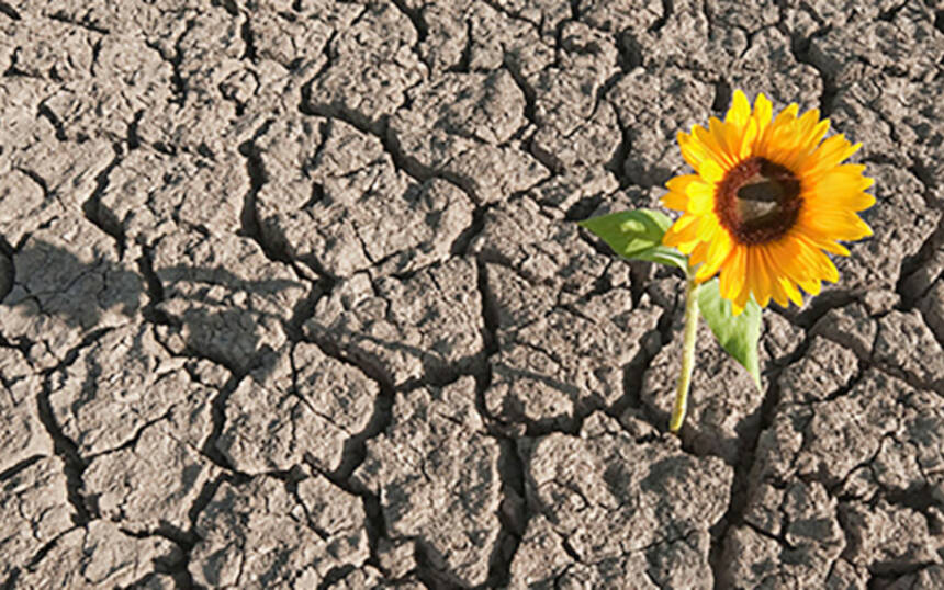 Dry Soil And Growing Plant