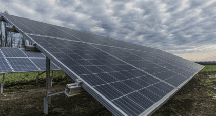 tournesols_mayennais