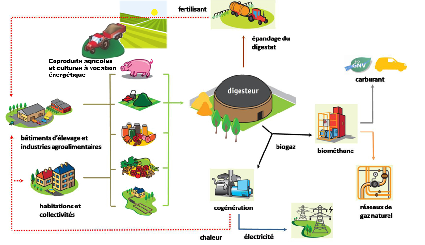 Schéma de la filière méthanisation (source : idf.chambre-agriculture.fr)