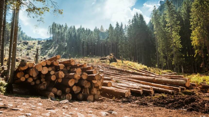 Log stacks along the forest road