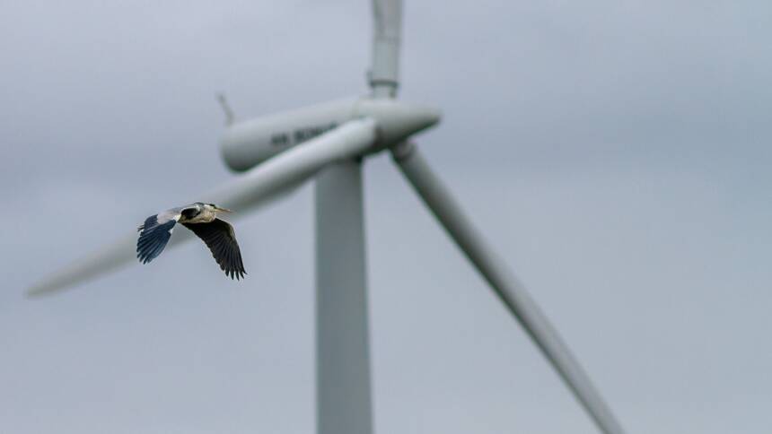 éolienne et oiseau