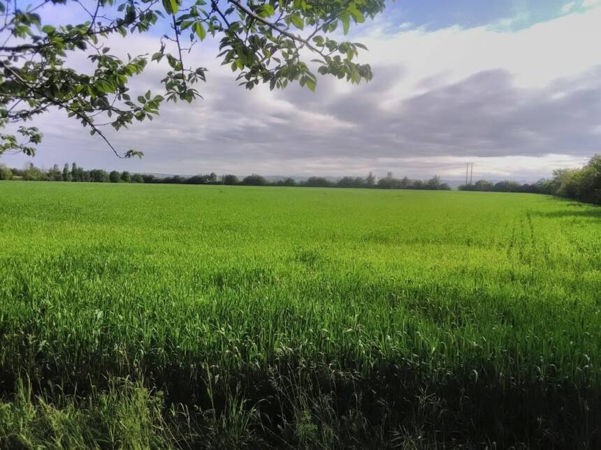 IMG_20190510_092351_Parrounnes