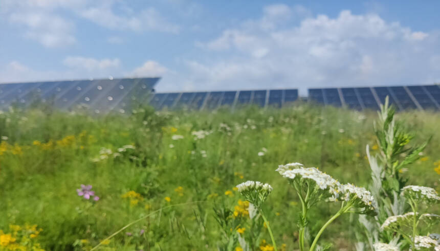 parc_solaire_stquirc_printemps_fleurs_ciel_bleu